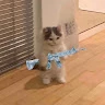 يوسف أبو يوسف