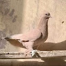 حسين الحمام ذية