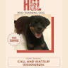 H&l Pro Training Dog