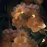 Shahd Ahmed Yasmeen
