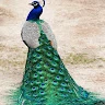 Arsalan Birzane