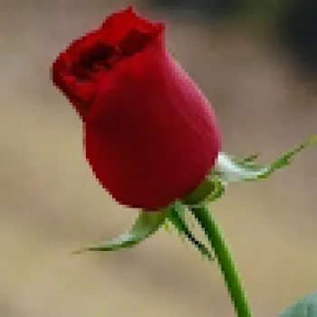 Awad Alsmadi
