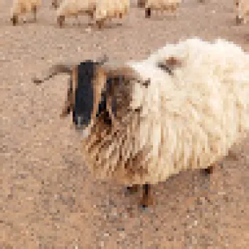 ڤــالديــس