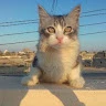 ابر اهيم Awaw