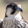 The Bird