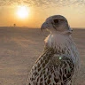 M. Abo3rabi